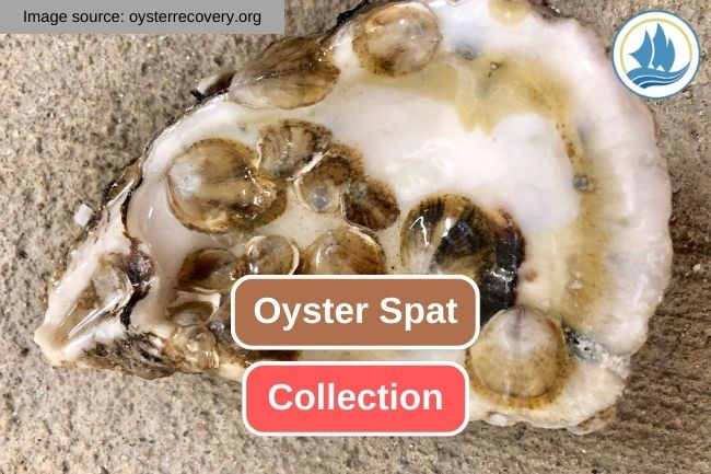 This Is How Oyster Spat Been Collected from Marine Habitat